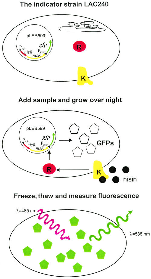 FIG. 3.