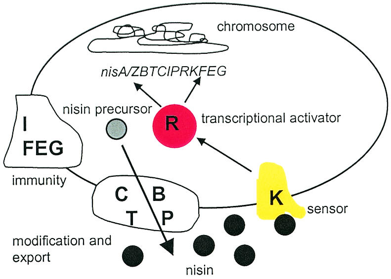 FIG. 1.