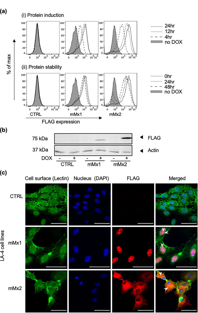 FIG 1