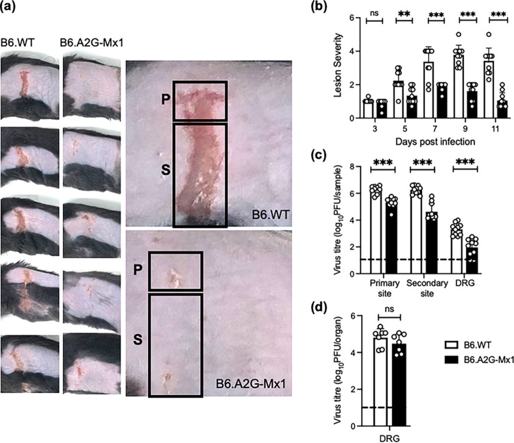 Mouse Mx1 Inhibits Herpes Simplex Virus Type 1 Genomic Replication and ...