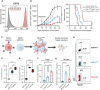 Figure 3. Enforcing heterogeneity in MHC-I expression reshapes NK-cell infiltration. A, Flow cytometry histogram showing MHC-I (H2Dd) expression on live parental EMT6 and EMT6 B2M KO cells. B, Parental, MHC-IHET, and B2M KO EMT6 tumor cells were injected subcutaneously in BALB/c mice. Mice were treated at 7-day intervals with IgG antibody or anti–PD-L1 antibody. Graphs show combined tumor growth and survival curves (n = 10 to 15 per group). C, Schematic representing MHC-IHET tumor model implanted into the mammary fat pad of BALB/c mice. MHC-IHET represents a 50% MHC-I null tumor. Created in Biorender licensed by Vanderbilt University Medical Center. D and E, Calculated z-score sum of NK and T-cell–related genes in untreated parental, MHC-IHET, and B2M KO EMT6 tumors CD45+ microbead fractionated (n = 4 per group). F and G, Flow cytometry analysis of tumor-infiltrating CD3+ T cells and NK cells from untreated parental, MHC-IHET, and B2M KO EMT6 tumors. CD45+ tumor-infiltrating leukocytes were bead isolated. F, CD3 T cells are gated on live CD45+ and CD3+. n = 9 per group. G, NK cells are gated on live CD45+, NKp46+, and CD3− (n = 8 per group). H, Representative NK-cell and CD3+ T-cell flow cytometry for CD45+ microbead-fractionated EMT6 tumors. Analyzed by ANOVA followed by Tukey post hoc test and log-rank (Mantel–Cox) tests. *, P ≤ 0.05; **, P ≤ 0.01; ***, P ≤ 0.001; ****, P ≤ 0.0001; bars, mean ± SEM.
