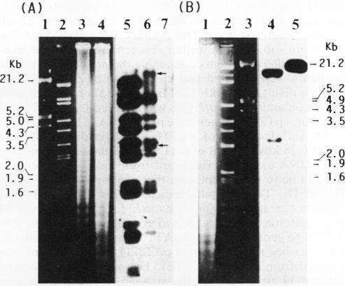 graphic file with name jbacter00103-0313-a.jpg