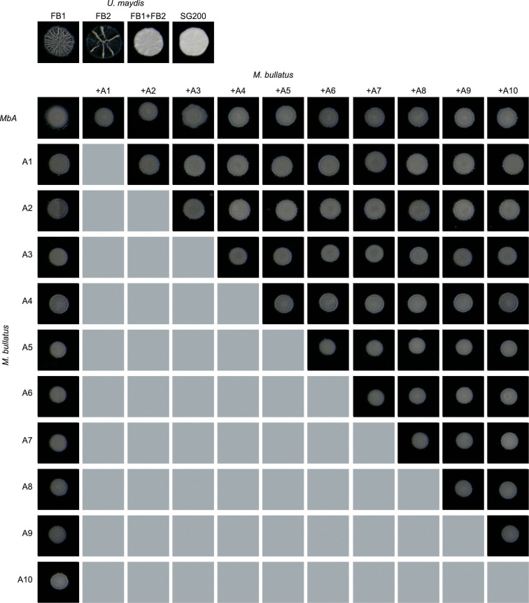 Figure 5—figure supplement 1.