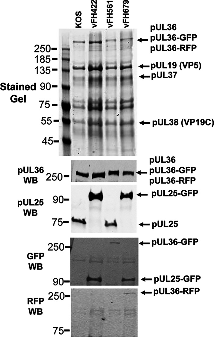 FIG 2