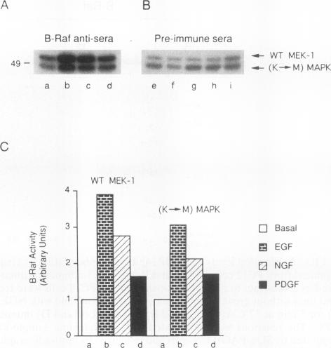 graphic file with name molcellb00010-0130-a.jpg