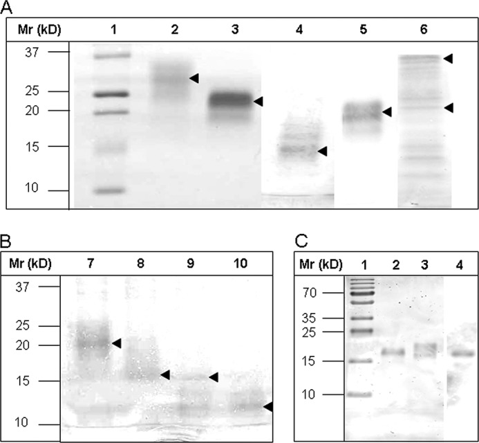 FIGURE 3.