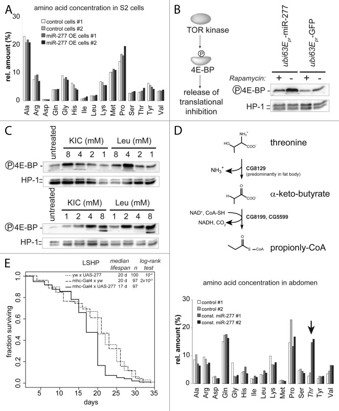 graphic file with name rna-10-1042-g4.jpg