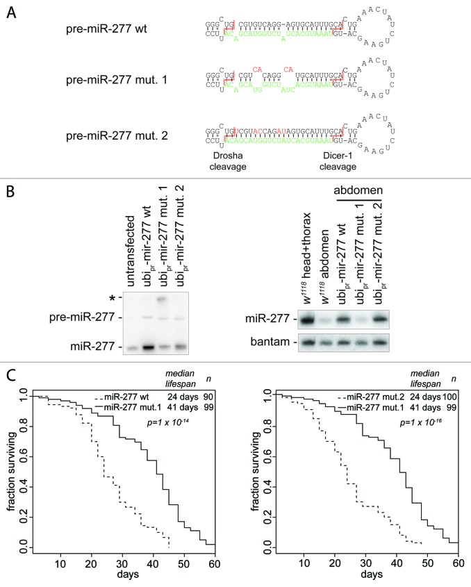 graphic file with name rna-10-1042-g3.jpg