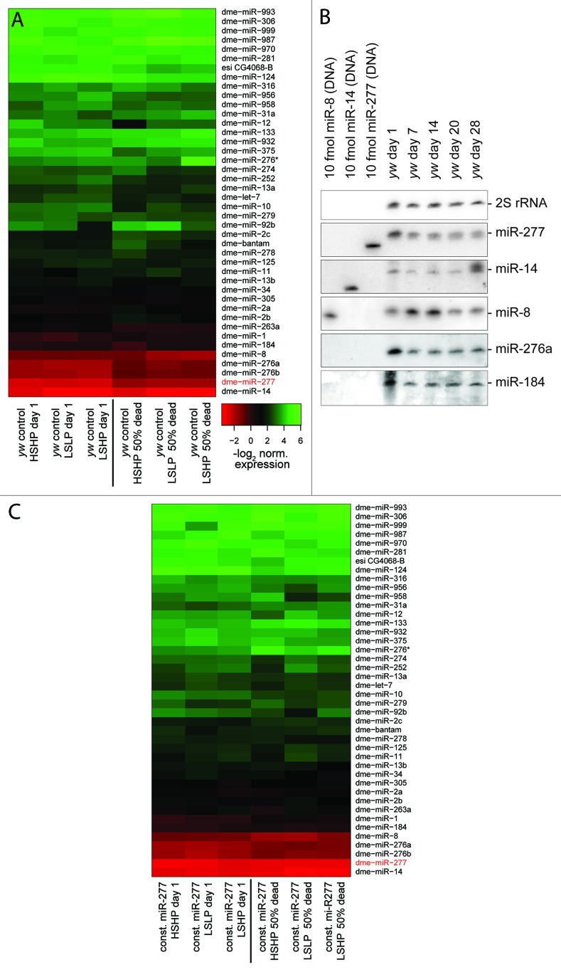 graphic file with name rna-10-1042-g1.jpg