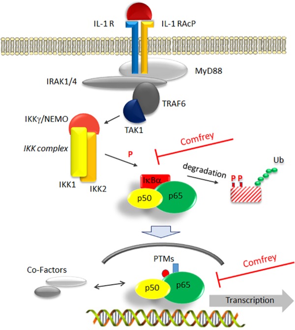 FIGURE 6