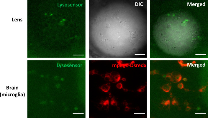 Figure 5—figure supplement 1.