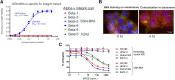 Figure 2. In vitro characterization of SGN-B6A. A, SGN-B6A binds specifically to integrin beta-6. ELISA binding assay results with recombinant human alpha-v integrin dimers demonstrated that SGN-B6A bound specifically to integrin alpha-v/beta-6 (EC50 = 0.9 nmol/L) and not other alpha-v heterodimers. Binding of the parental unconjugated antibody h2A2 to integrin alpha-v/beta-6 is similar (EC50 = 0.7 nmol/L). B, SGN-B6A binds and internalizes into integrin beta-6 positive cancer cell lines. AlexaFluor 555 lysine-conjugated SGN-B6A (red) was visualized on BxPC-3 cells stained with LAMP1 lysosome marker (green), and Hoechst to label nuclear DNA (blue). At t = 0, SGN-B6A is primarily localized to the plasma membrane (left, green arrow). By 4 hours, SGN-B6A is largely absent from the plasma membrane and is colocalized inside the cells with the lysosomal marker (right, green arrow. C, SGN-B6A induces cytotoxic killing. Integrin beta-6 expressing cell lines were treated with SGN-B6A. Cytotoxicity was observed at concentrations in the range 20 to 300 ng/mL. Error bars represent standard deviation of triplicate samples.