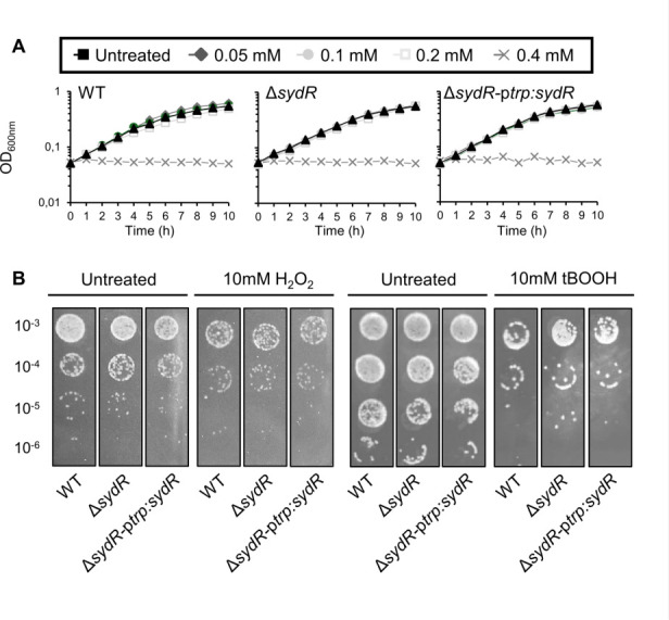 Growth curves and spot assays depict OD600 growth measurements for wild-type, ΔsydR, and complemented strains. Lower section depicts colony survival after treatment with hydrogen peroxide and tert-butyl hydroperoxide.