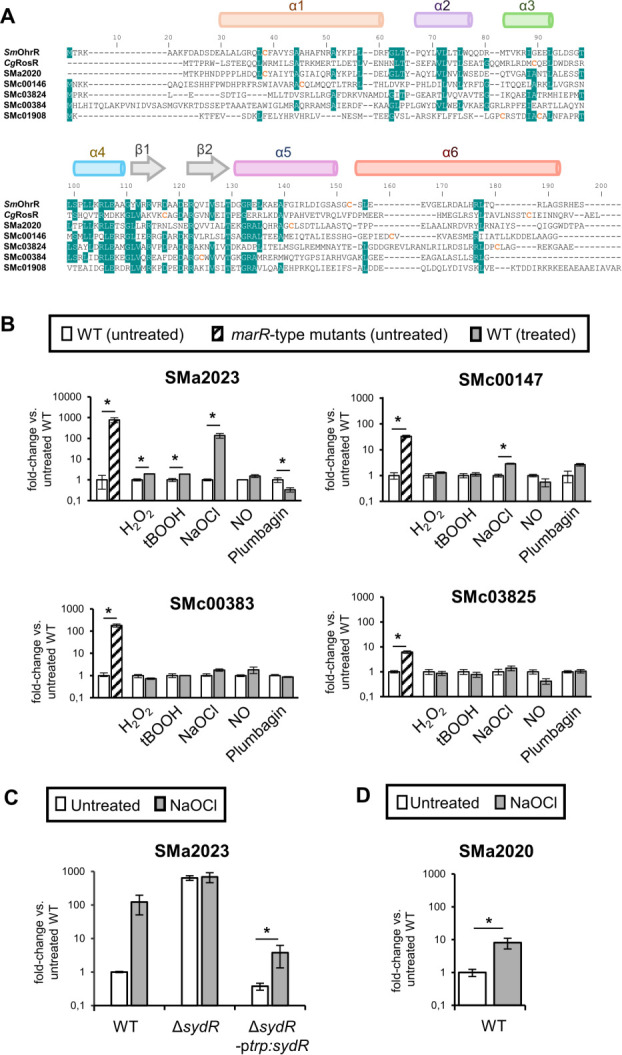 Sequence alignment of protein domains highlights alpha helices and beta sheets. Bar graphs compare gene expression in wild-type strain and marR-type derivative mutants, with data depicting impact of various oxidative treatments on the wild-type strain.