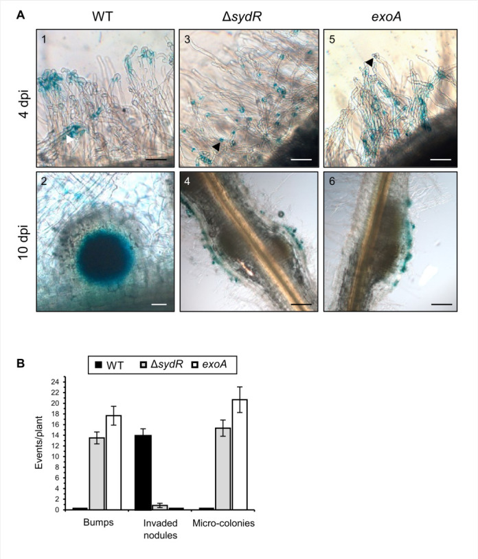 Microscopic observations of plant root nodules stained at different time points post-inoculation for wild-type, ΔsydR, and exoA mutants. Bar graph below compares the number of bumps, invaded nodules, and micro-colonies per plant across three groups.