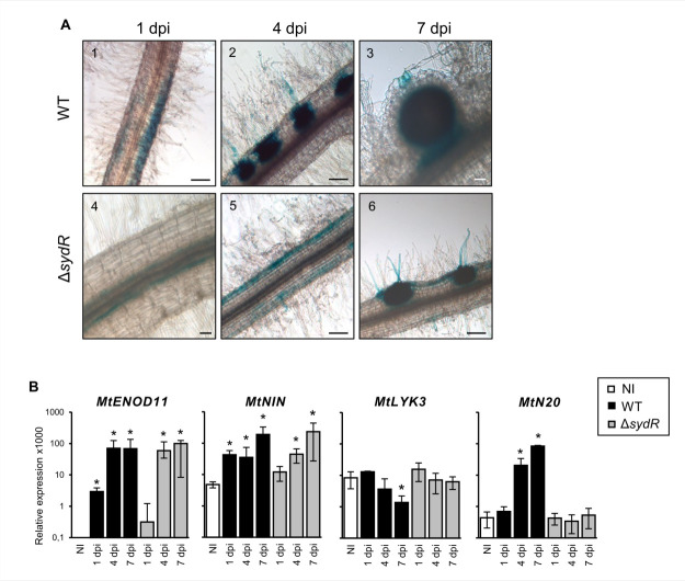 Microscopy images of wild-type and ΔsydR root nodules stained blue at 1, 4, and 7 days post-inoculation. Bar graphs compare relative expression levels of genes in non-inoculated, wild-type, and ΔsydR samples across different days post-inoculation.