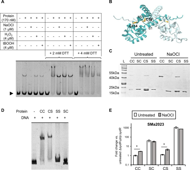 Experimental data involves protein-DNA interactions including EMSA under different oxidative conditions. Protein structure, non-reducing SDS-PAGE and bar graph depicting fold change in gene expression highlight the role of each cysteine residue. .