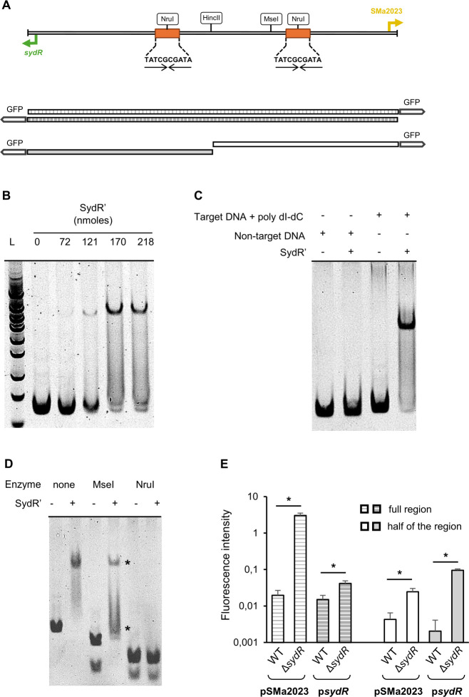 Schematic of sydR-SMa2023 intergenic region, followed by electrophoretic assays depicting the specific interaction of SydR’ with DNA. Bar graph compares he fluorescence intensity of transcriptional fusions in wild-type and mutant strains.