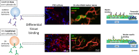 Unlabelled Image