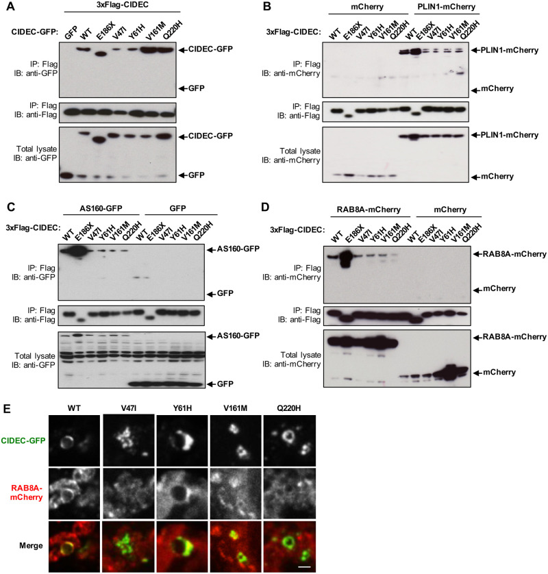 Fig 6