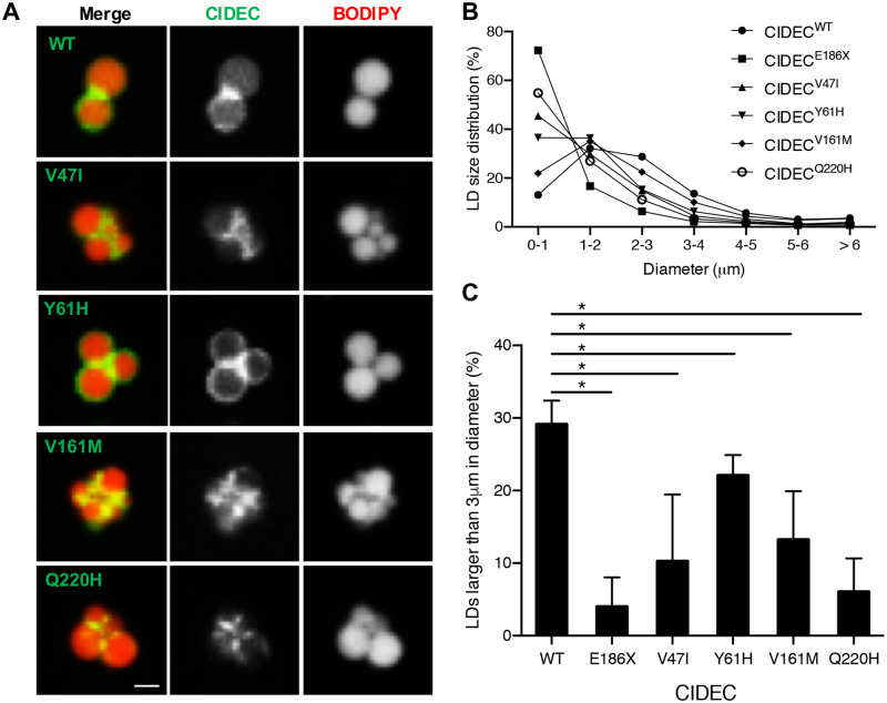 Fig 3