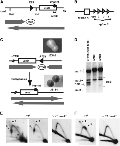 Figure 1.—