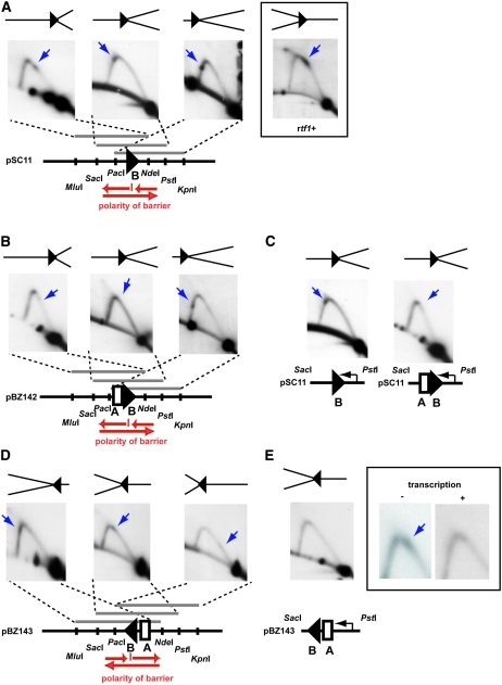 Figure 5.—