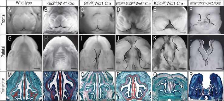 Fig 5