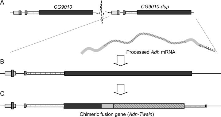 Figure 5.—