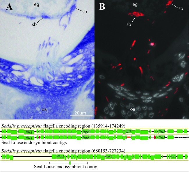 FIG 6