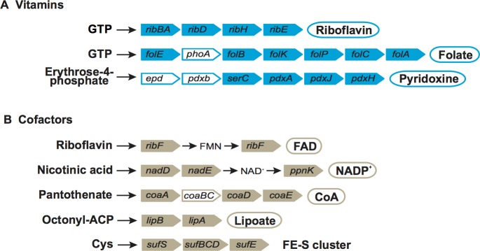 Fig 6