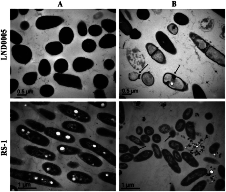 Fig. 8