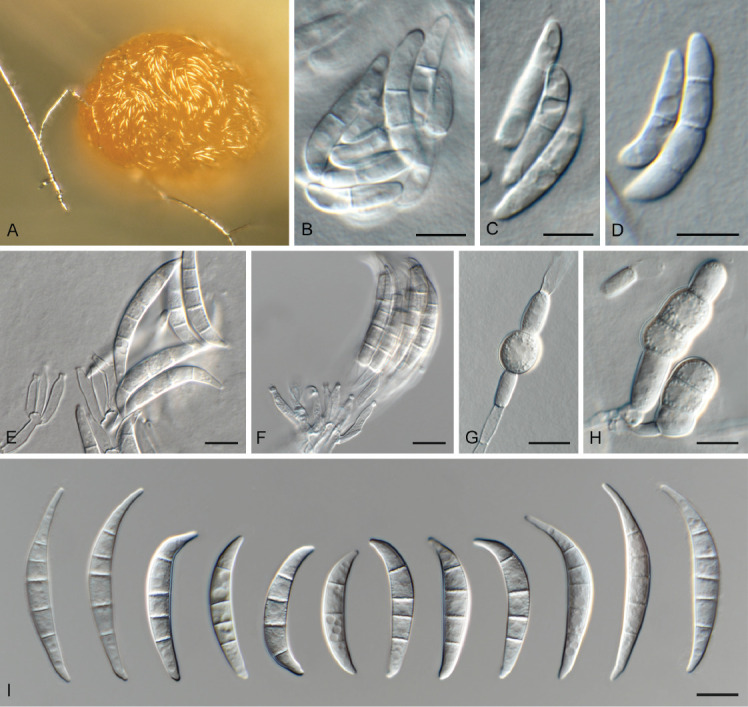 Fig. 20.