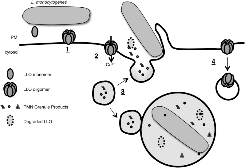 FIGURE 9.