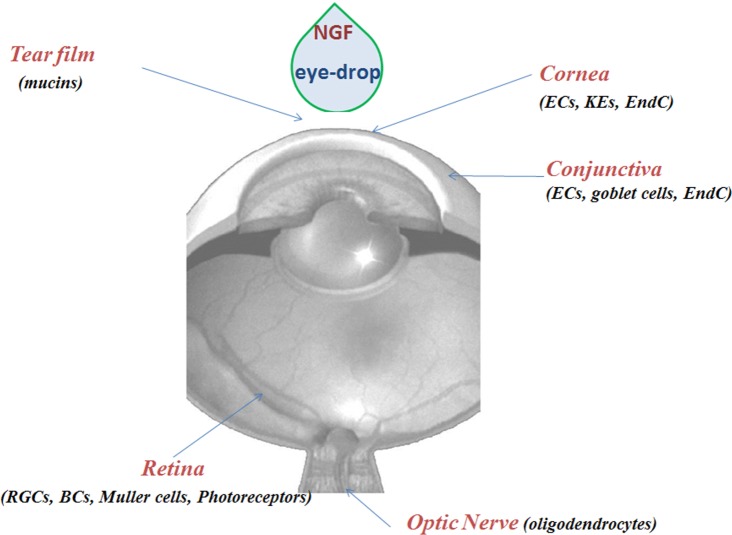 Fig. (3)