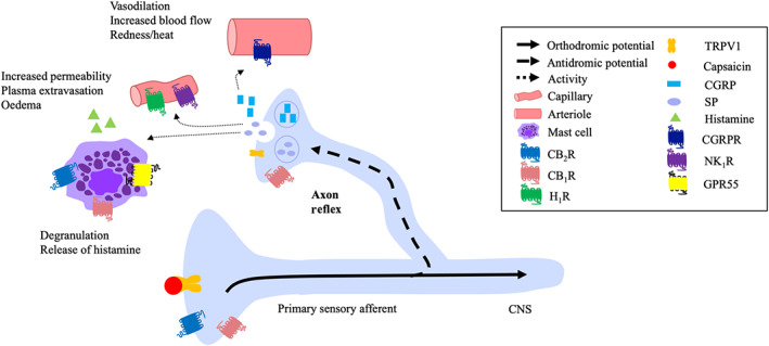 FIGURE 1