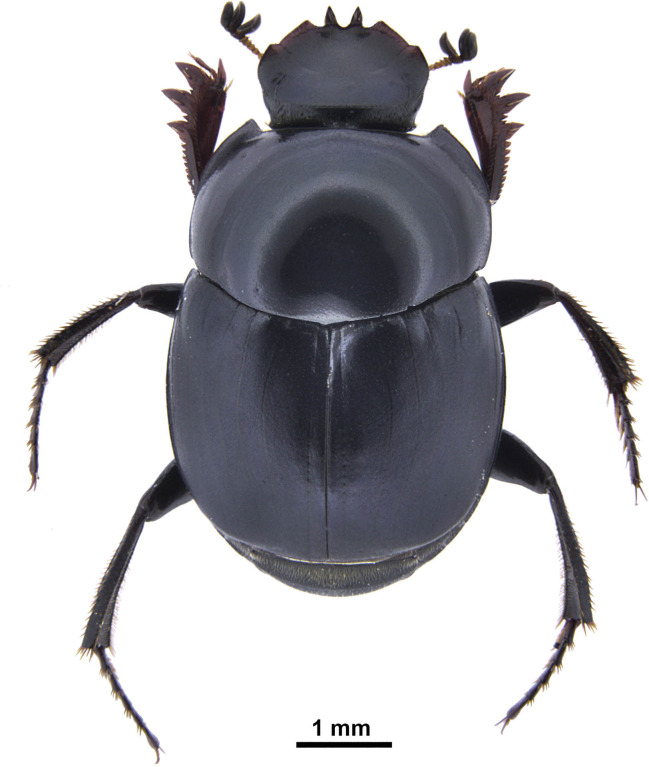 Fig 1