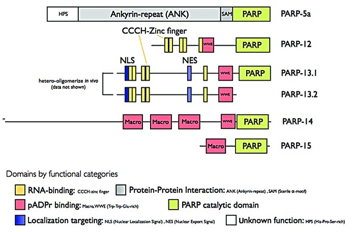 graphic file with name rna-9-542-g2.jpg