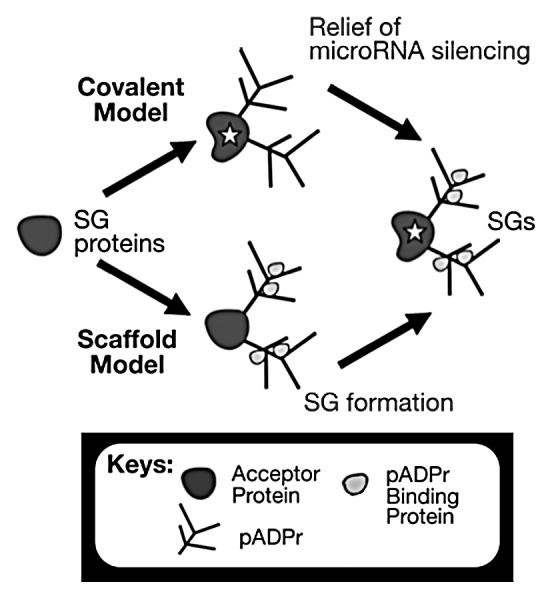 graphic file with name rna-9-542-g1.jpg