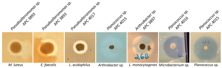 Figure 4