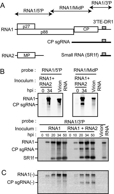 FIG. 1.