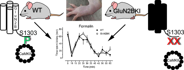 graphic file with name nihms-1644235-f0005.jpg