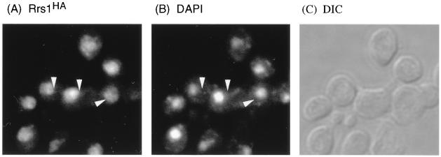 FIG. 6