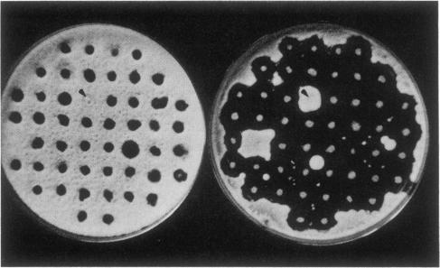 graphic file with name pnas00333-0132-a.jpg