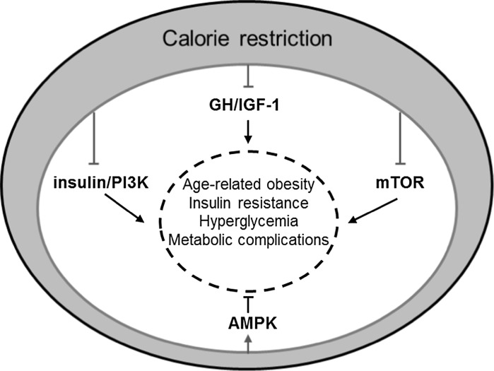 Fig. 1