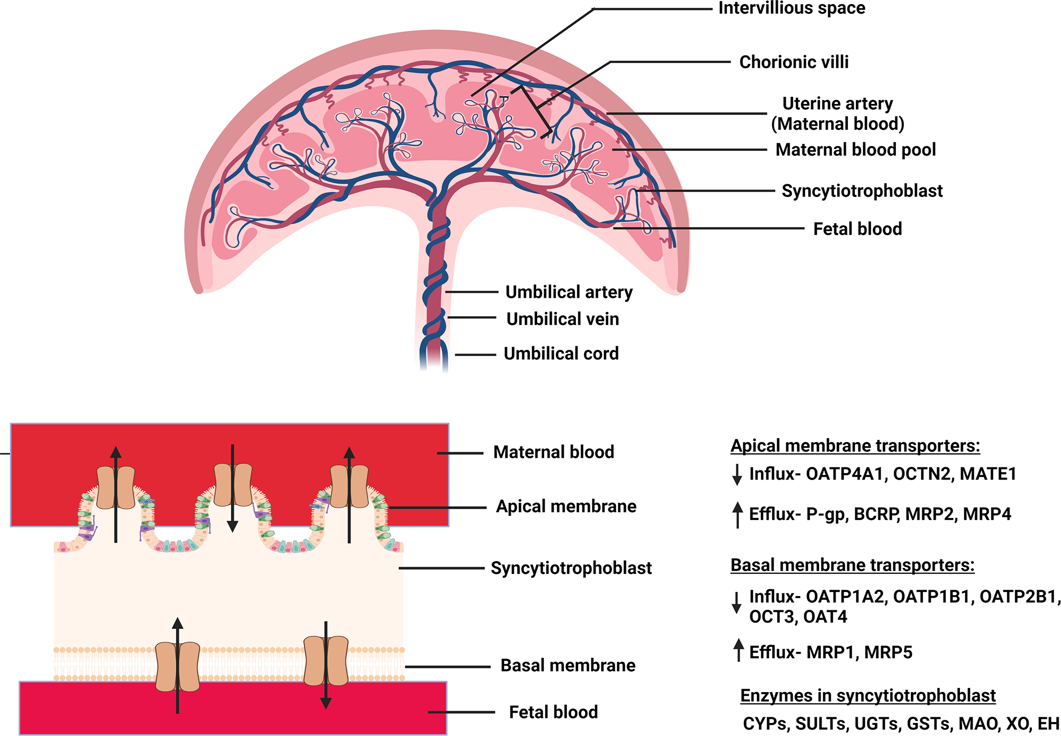 Figure 1: