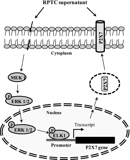 Fig. 8.