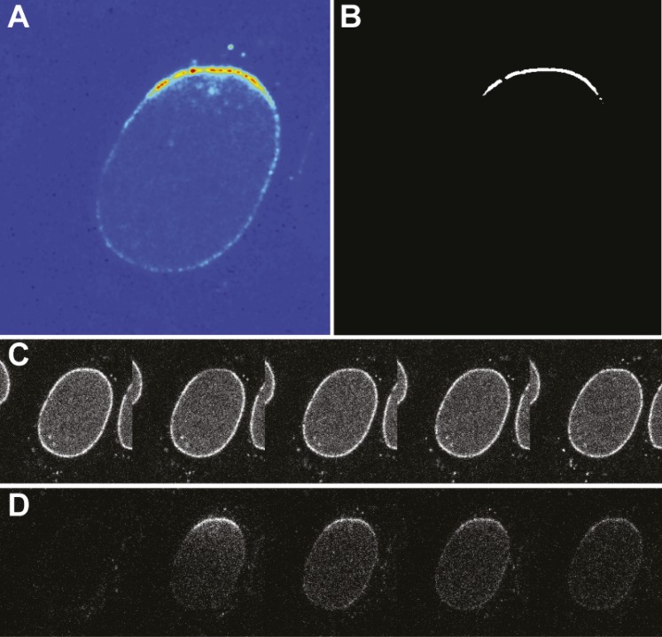 Figure 1—figure supplement 3.