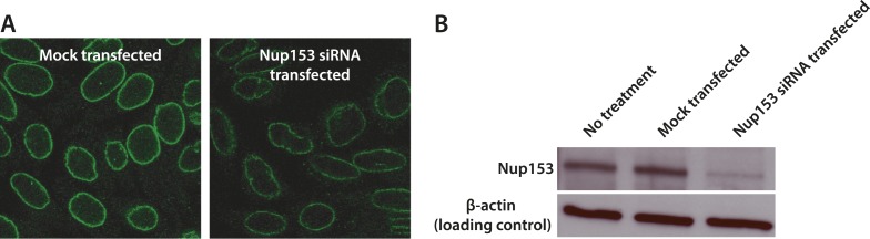 Figure 3—figure supplement 4.