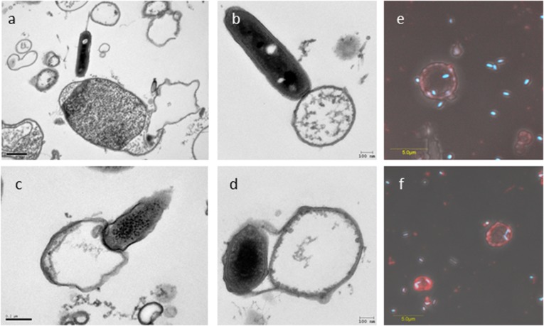 Fig. S4.